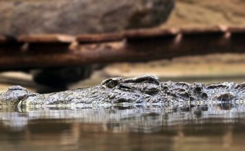 Na czym polega zasada podwójnego zapisu?